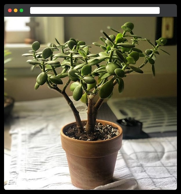 16 Jade plant