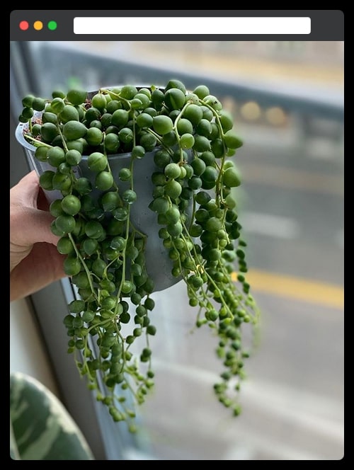 17 String of pearls