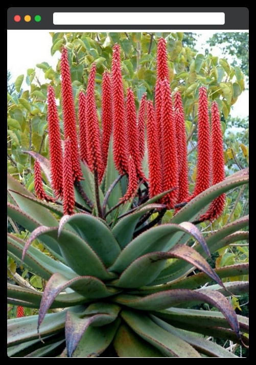 7. Aloe vera 