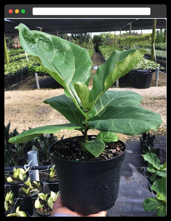 24. Fiddle leaf fig plant - housewarming plants