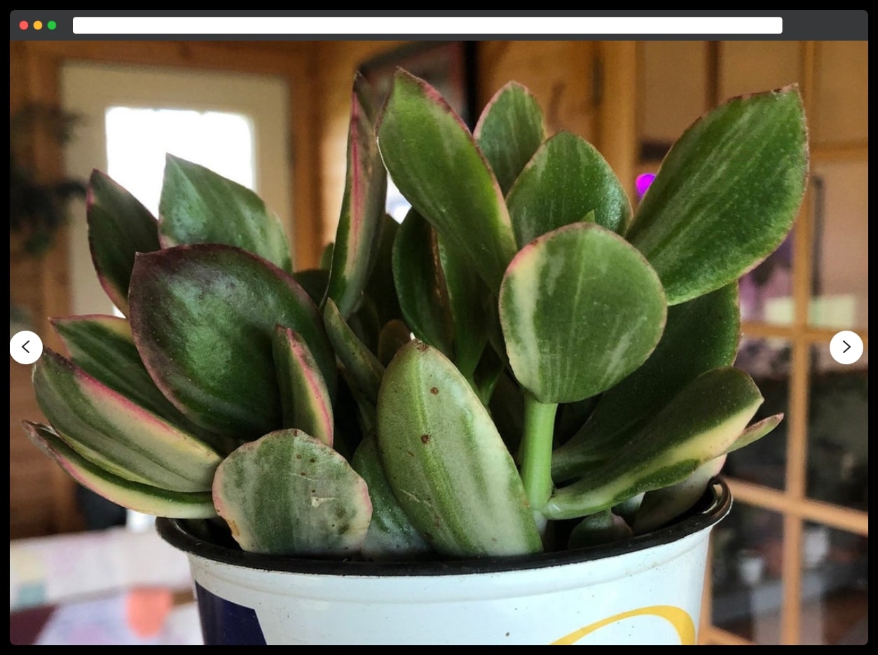 Jade houseplant -- 4-inch pot