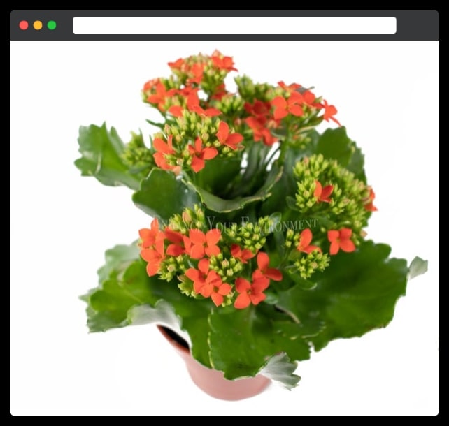 Kalanchoe 4 inch pot in multiple colours