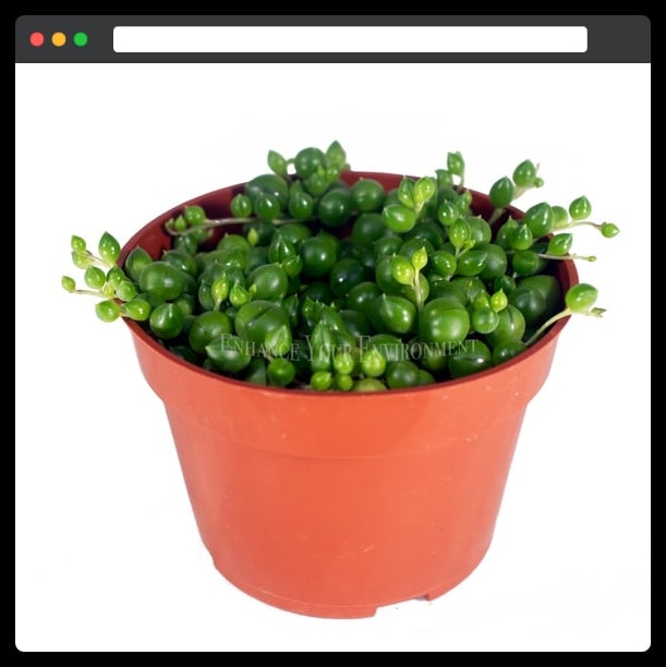 Live string of pearls -- 4-inch pot