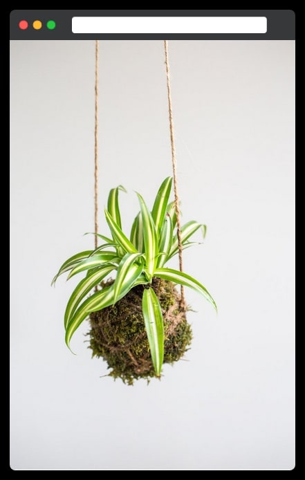 The Hanging Spider Plant Ball