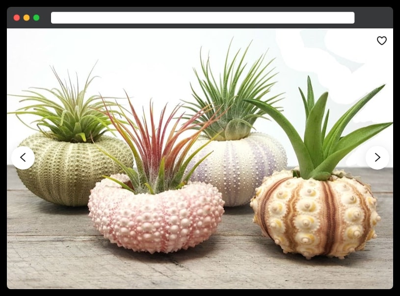 The air plants - housewarming plant gift meaning