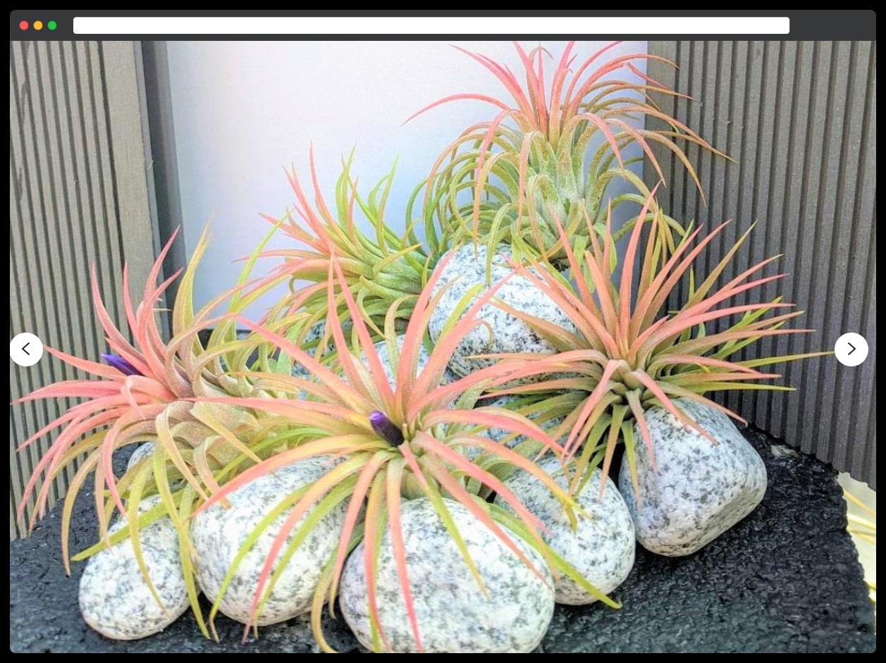The decorative 3-5 inches air plant