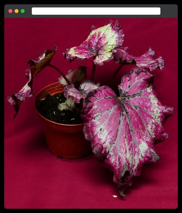 Begonia - best house plants for housewarming gift