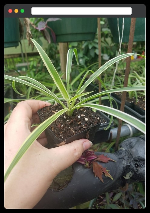 5. Spider Plant