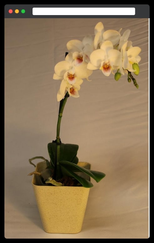 White phalaenopsis orchid --3.5 inches pot