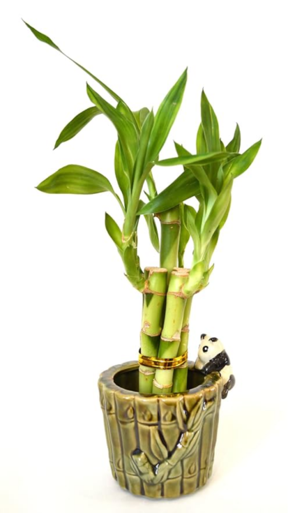 lucky bamboo houseplant