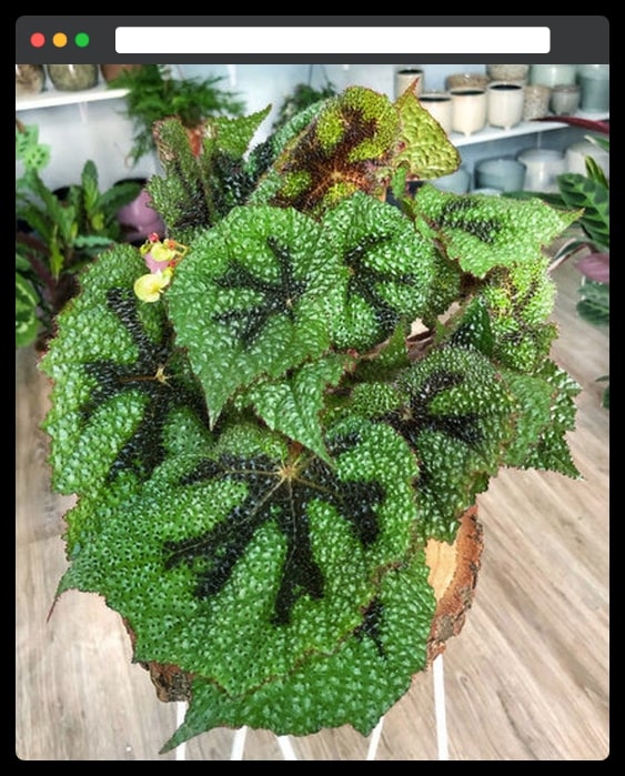 The Unique textured Begonia Masona
