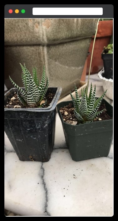 The Zebra Cactus – 3 inches potted plant