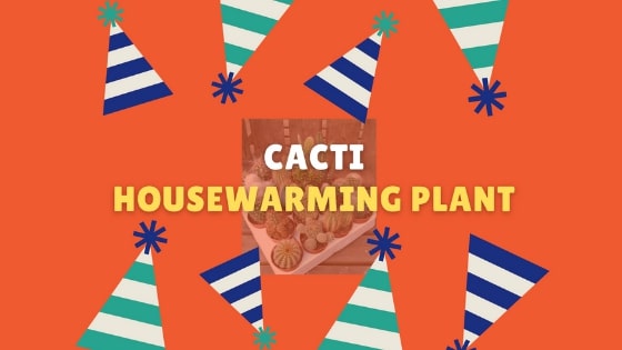 Cacti - Housewarming plant