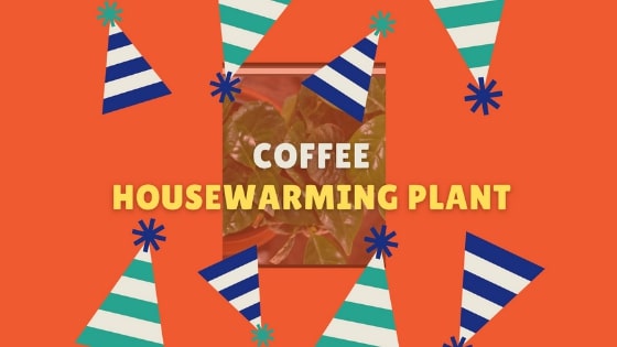Coffee Housewarming plant