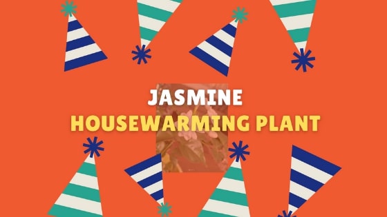 Jasmine Housewarming plant