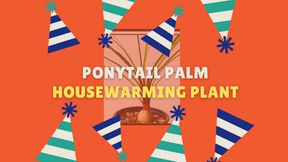 Ponytail Palm Housewarming plant