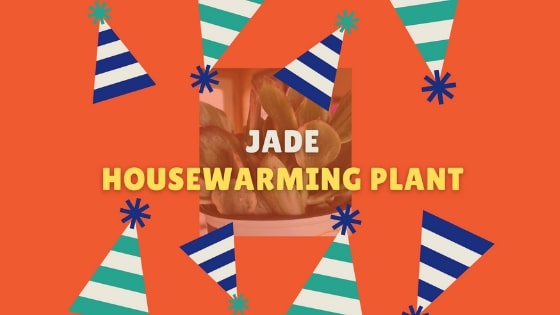 jade housewarming plant