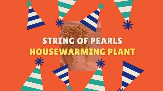 string of pearls housewarming plant